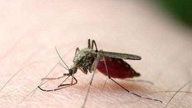 爆料大蚊子的视频播放大全,惊悚瞬间尽收眼底 第1张 爆料大蚊子的视频播放大全,惊悚瞬间尽收眼底 第1张